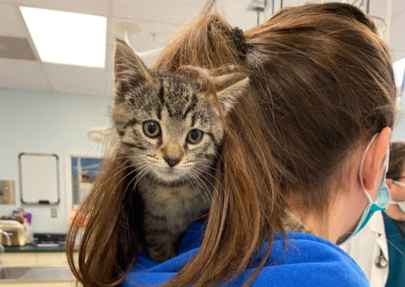 Carousel Slide 5: Cat Veterinary Care, West Trenton