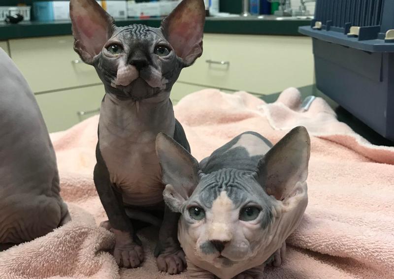 Kitten veterinary care